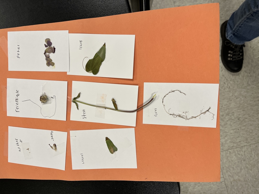 Fourth Grade Flower Dissection and Pollinator Projects | Northwest ...