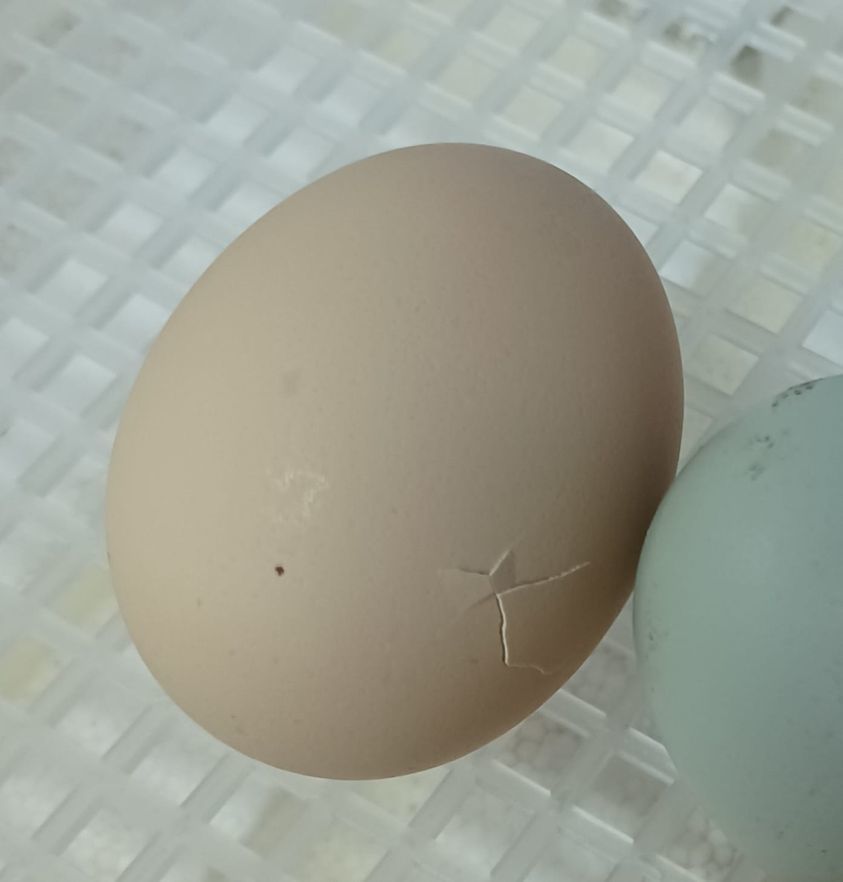 an egg with a pip